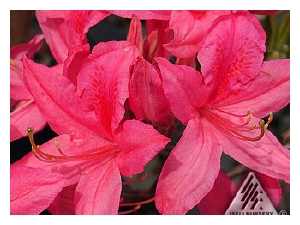 AZALEA x 'Rosey Lights'